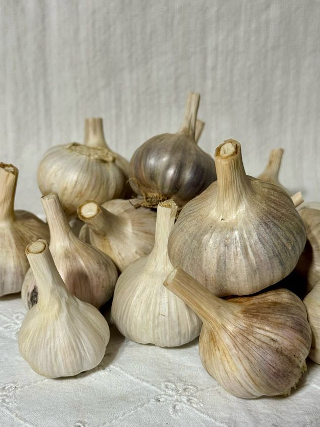 Garlic