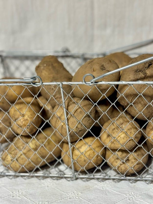 DB Pumpkins – Potatoes